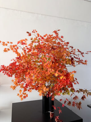 FALL ABUNDANCE