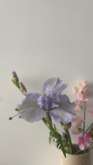 Close-up of a purple flower with green leaves on a light gray background